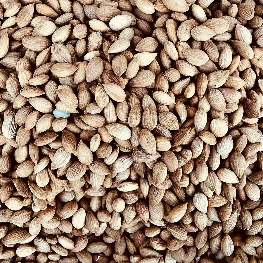 A close view of dried apricot kernels.