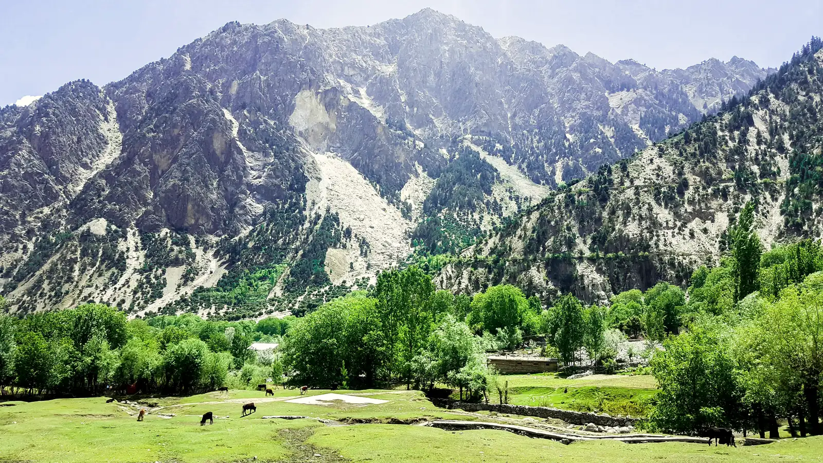 A green meadow in the Bumburet valley of Chitral with mountains behind.