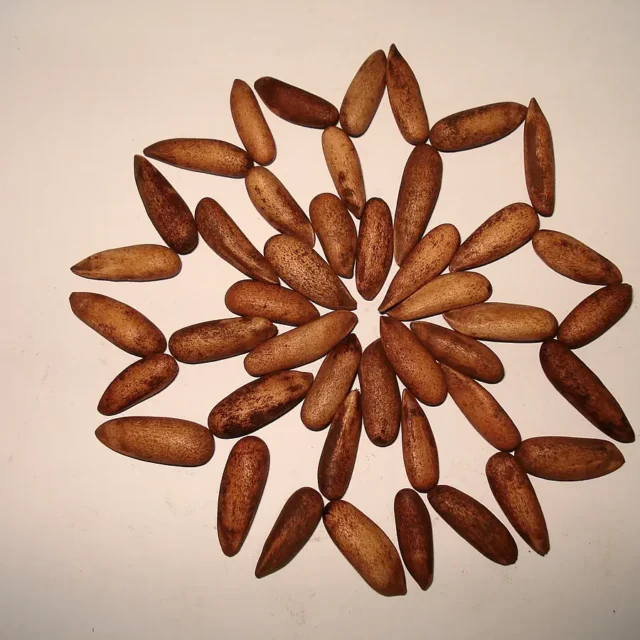 Chilgoza pine nuts arranged in a circular pattern.