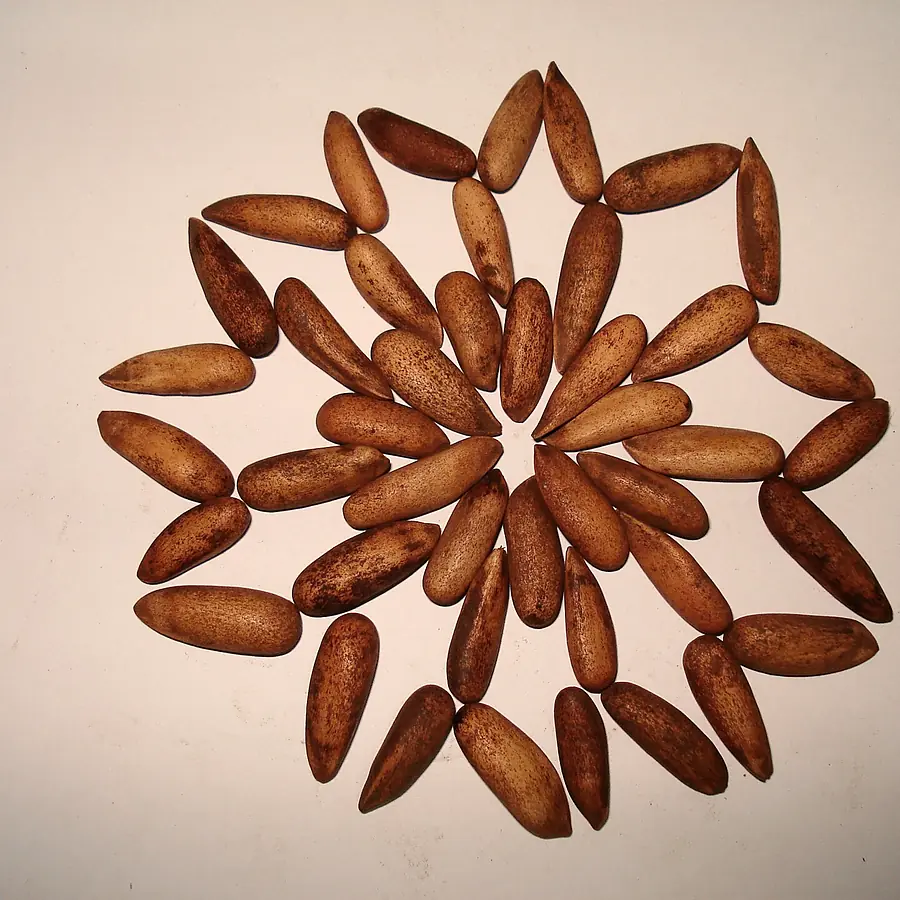 Chilgoza pine nuts arranged in a circular pattern.