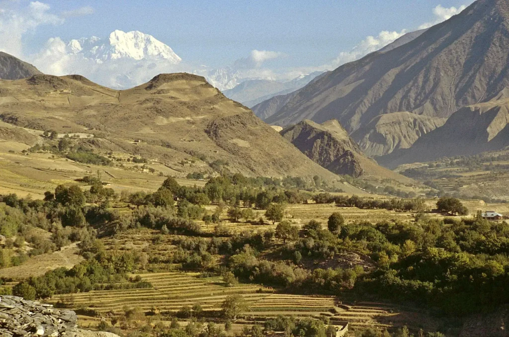 Terraced fields and orchards on a golden hillside below the snow peaks of the Hindu Kush.