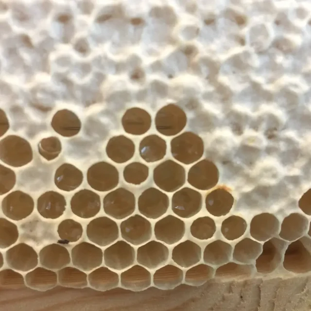 Close-up of honeycomb cells partly capped with wax.