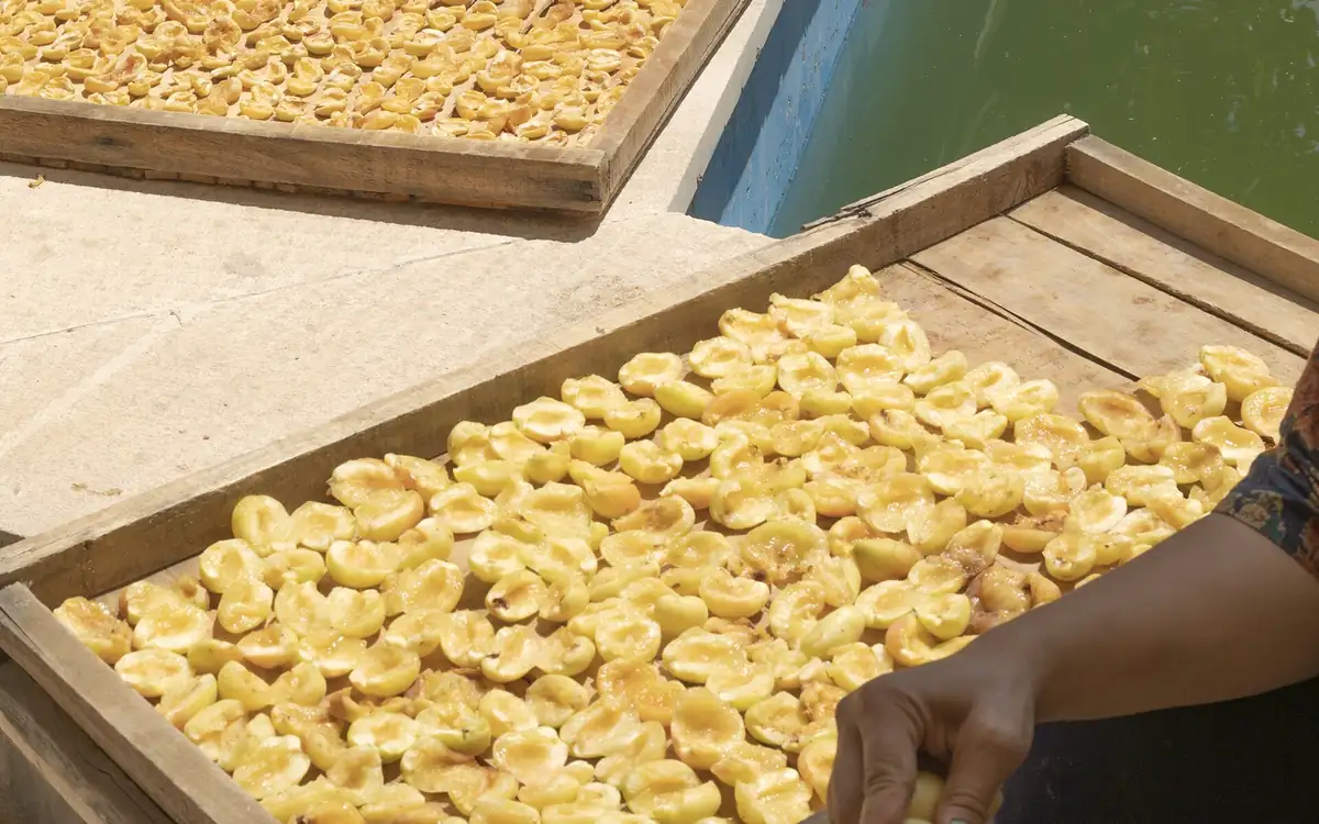 A Guide to Chitrali Dry Fruits