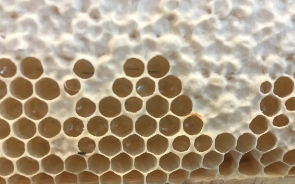 What Makes Chitral Mountain Honey Different?