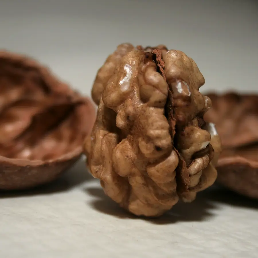 A walnut kernel between the two halves of its shell.